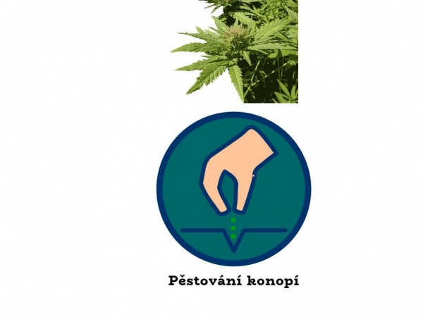 pestovani-konopi.info